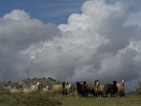 GR, Crete, Rethimnon, Agios Vasilios 4, Saxifraga-Jan van der Straaten