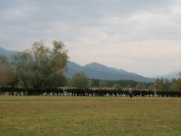 GR, Kentrikí Makedhonía, Sindiki, Limni Kerkini 38, Saxifraga-Ditk Hilbers