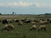 H, Hadju-Bihar, Hortobagy, Matapuszta 11, Saxifraga-Dirk Hilbers