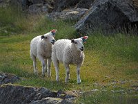 N, Nordland, Flakstad, Fredvang 51, Saxifraga-Hans Dekker