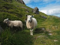 N, Nordland, Flakstad, Fredvang 52, Saxifraga-Hans Dekker