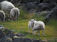 N, Nordland, Flakstad, Fredvang 55, Saxifraga-Hans Dekker