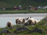 N, Nordland, Flakstad, Fredvang 56, Saxifraga-Hans Dekker