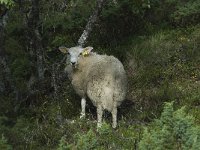 N, Oppland, Dovre 1, Saxifraga-Willem van Kruijsbergen