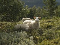 N, Oppland, Dovre 2, Saxifraga-Willem van Kruijsbergen