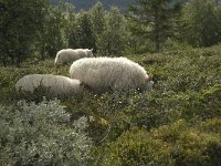 N, Oppland, Dovre 3, Saxifraga-Willem van Kruijsbergen