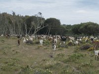 P, Faro, Vila do Bispo 16, Saxifraga-Willem van Kruijsbergen