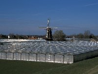 NL, Gelderland, West Betuwe, Varik 2, Saxifraga-Jan van der Straaten