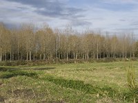 NL, Noord-Brabant, Valkenswaard, Pelterheggen 10, Saxifraga-Jan van der Straaten