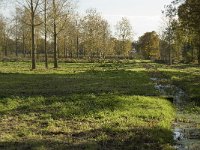 NL, Noord-Brabant, Valkenswaard, Pelterheggen 15, Saxifraga-Jan van der Straaten