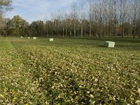 NL, Noord-Brabant, Valkenswaard, Pelterheggen 22, Saxifraga-Jan van der Straaten