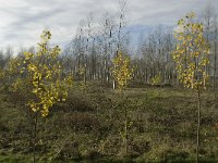 NL, Noord-Brabant, Valkenswaard, Pelterheggen 3, Saxifraga-Marijke Verhagen