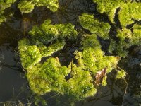 NL, Noord-Brabant, Baarle Nassau, Castelreesche Heide 19, Saxifraga-Marijke Verhagen