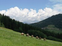 A, Steiermark, Murau 4, Saxifraga-Jonathan Vandevoorden