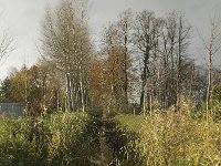 B, Limburg, Lommel, Grote Fosse 5, Saxifraga-Jan van der Straaten