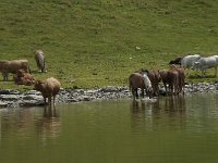 F, Ariege, Seix, Etang de Pra Matau 6, Saxifraga-Willem van Kruijsbergen