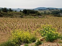 F, Aude, Gruissan, La Clappe 14, Saxifraga-Hans Dekker