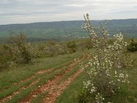 F, Aveyron, Lapanouse-de-Cernon 4, Saxifraga-Annemiek Bouwman