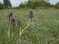 F, Aveyron, Lapanouse-de-Cernon 5, Saxifraga-Willem van Kruijsbergen