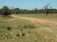 F, Bouches-du-Rhone, Istres, Entressen 2, Saxifraga-Jan van der Straaten