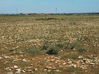 F, Bouches-du-Rhone, Istres, Entressen 4, Saxifraga-Jan van der Straaten