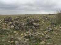 F, Bouches-du-Rhone, Saint Martin-de-Crau, Peau de Meau 2, Saxifraga-Willem van Kruijsbergen