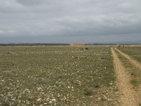 F, Bouches-du-Rhone, Saint Martin-de-Crau, Peau de Meau 27, Saxifraga-Willem van Kruijsbergen