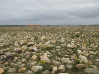 F, Bouches-du-Rhone, Saint Martin-de-Crau, Peau de Meau 29, Saxifraga-Willem van Kruijsbergen