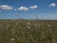 F, Bouches-du-Rhone, Saint Martin-de-Crau, Peau de Meau 3, Saxifraga-Marijke Verhagen