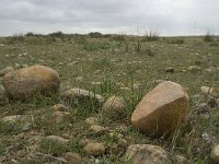 F, Bouches-du-Rhone, Saint Martin-de-Crau, Peau de Meau 3, Saxifraga-Willem van Kruijsbergen