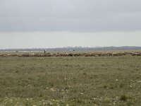 F, Bouches-du-Rhone, Saint Martin-de-Crau, Peau de Meau 35, Saxifraga-Willem van Kruijsbergen