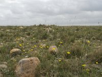 F, Bouches-du-Rhone, Saint Martin-de-Crau, Peau de Meau 36, Saxifraga-Willem van Kruijsbergen