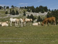 F, Drome, Treschenu-Creyers, Abri de l' Essaure 8, Saxifraga-Willem van Kruijsbergen