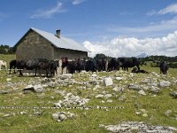 F, Drome, Treschenu-Creyers, Abri de l' Essaure 9, Saxifraga-Willem van Kruijsbergen