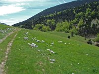 F, Drome, Treschenu-Creyers, Col de Menee 2, Saxifraga-Willem van Kruijsbergen