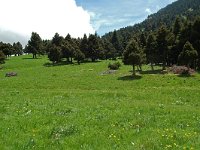 F, Drome, Treschenu-Creyers, Col de Menee 5, Saxifraga-Willem van Kruijsbergen