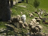 F, Drome, Treschenu-Creyers, Nonnieres 3, Saxifraga-Marijke Verhagen