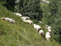 F, Isere, Gresse-en-Vercors, Sous Pierre Blanche 2, Saxifraga-Jan van der Straaten