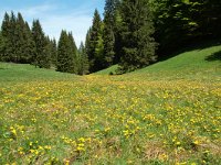 F, Jura, la Pesse, combe a Malatrait 9, Saxifraga-Willem van Kruijsbergen