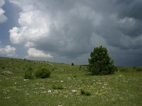 F, Lozere, Causse de Sauveterre 2, Saxifraga-Dirk Hilbers