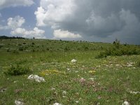 F, Lozere, Causse de Sauveterre 4, Saxifraga-Dirk Hilbers