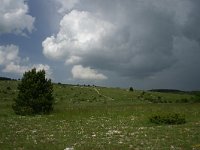 F, Lozere, Causse de Sauveterre 5, Saxifraga-Dirk Hilbers