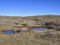 F, Lozere, Fraissinet-de-Fourques, LHomme 1, Saxifraga-Elisabeth Raboin