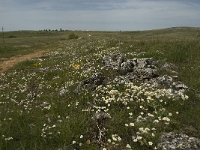 F, Lozere, Hures-la-Parade 11, Saxifraga-Jan van der Straaten