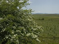 F, Lozere, Hures-la-Parade 18, Saxifraga-Jan van der Straaten