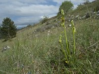 F, Lozere, Hures-la-Parade, Nivoliers 41, Saxifraga-Willem van Kruijsbergen