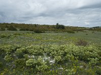 F, Lozere, Hures-la-Parade, le Villaret 3, Saxifraga-Willem van Kruijsbergen