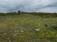 F, Lozere, Hures-la-Parade, le Villaret 6, Saxifraga-Willem van Kruijsbergen