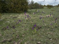 F, Lozere, Hures-la-Parade, le Villaret 7, Saxifraga-Willem van Kruijsbergen