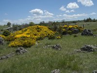 F, Lozere, Le Pompidou, l' Hospitalet 47, Saxifraga-Willem van Kruijsbergen